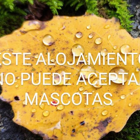 Pleta Del Mon Atico Apartment Benasque Ngoại thất bức ảnh